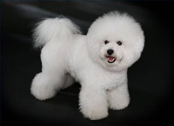 Bichon Pommes