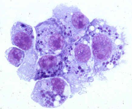 Pathogene der menschlichen Anaplasmose (Familie Anaplasmataceae)