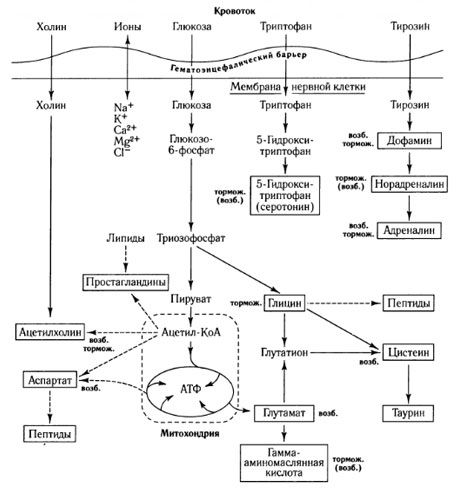 Die Wege des Mediatoraustausches und die Rolle der Blut-Hirn-Schranke im Stoffwechsel (zu: Shepherd, 1987)