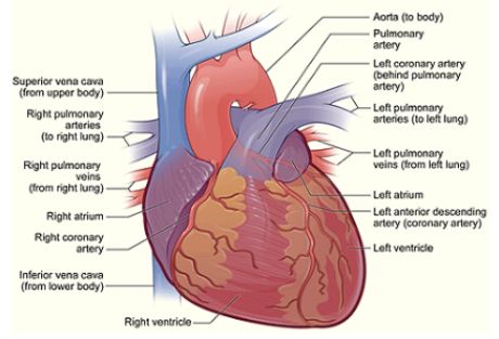 Abgase reinigen verstopfte Arterien