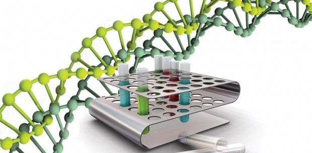 Künstliche Chromosomen helfen bei Erbkrankheiten