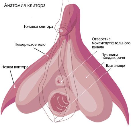 Anatomie der Klitoris