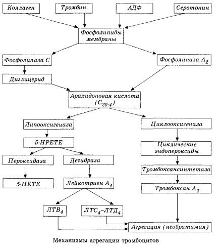 Das Anfangsstadium der Hämo-Koagulation und der Mechanismus der lokalen Hämo-Koagulation-Homöostase