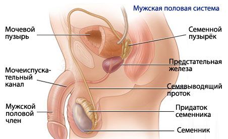 Anatomie und Physiologie des männlichen Fortpflanzungssystems