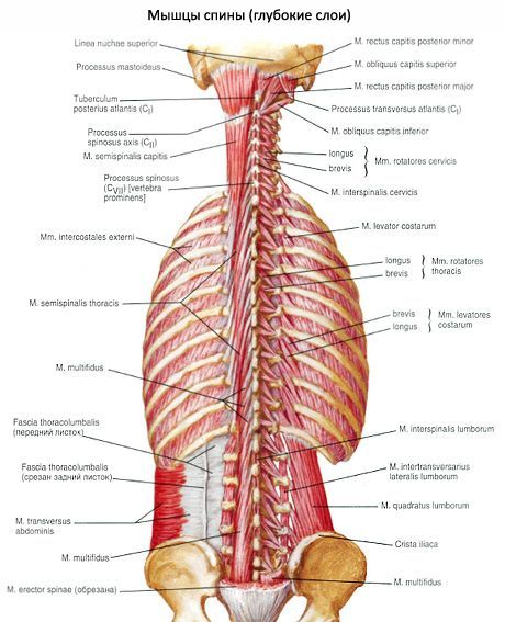Muskeln des Rückens