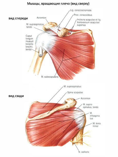 Muskuläre und subakute Muskeln