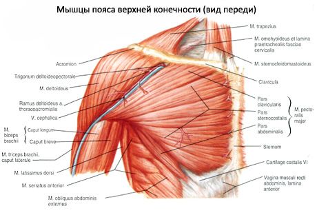 Muskeln der Brust