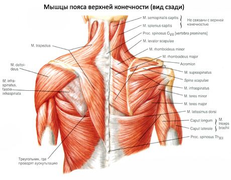 Muskeln des Schultergürtels