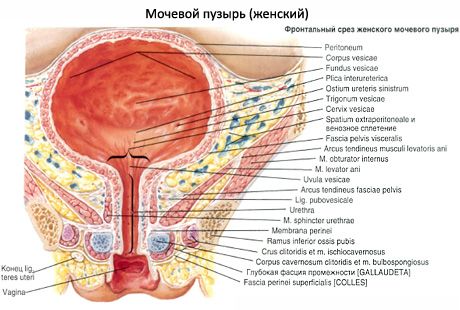 Blase (Vesica urinaria)