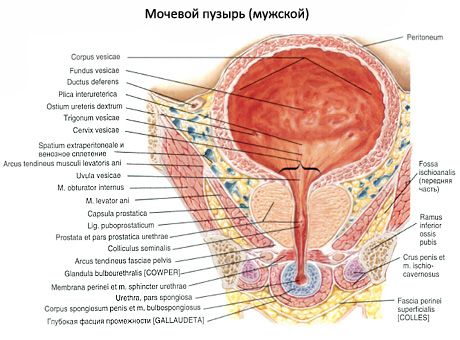 Blase (Vesica urinaria)