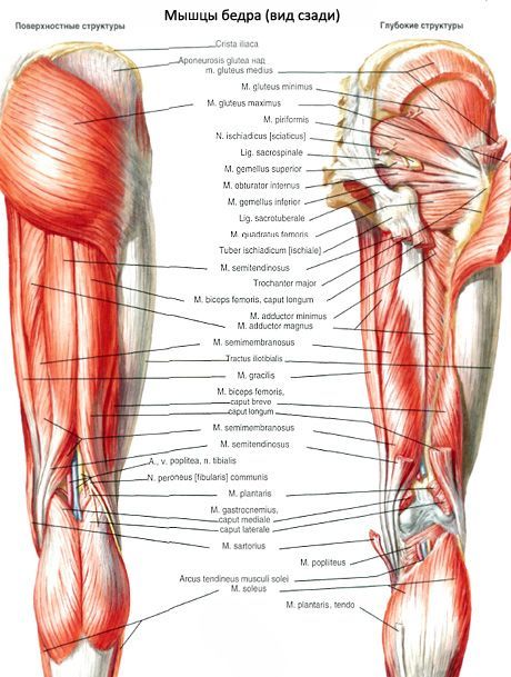 Muskeln der Hüfte