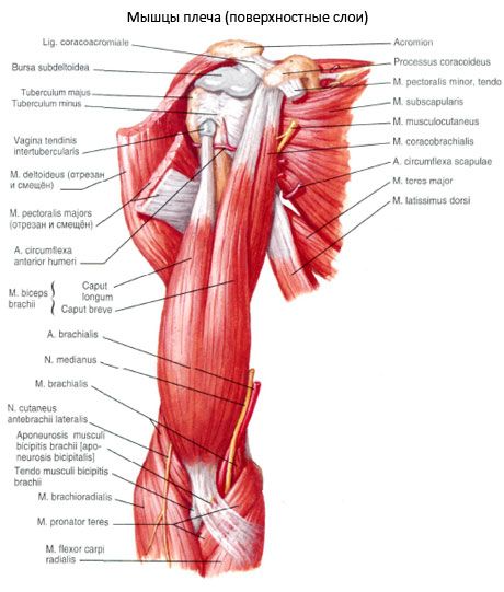 Muskeln der Schulter