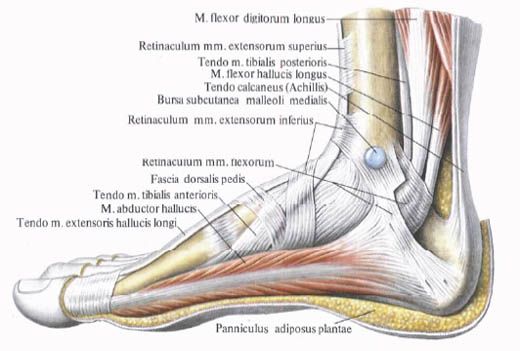 Muskeln des Fußes