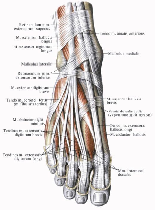 Muskeln des Fußes