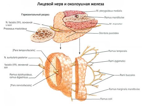 Parotis Speicheldrüse