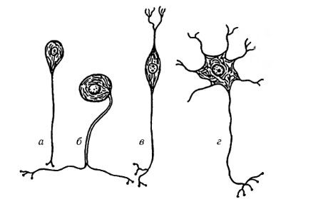 Arten von Nervenzellen
