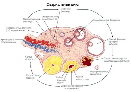 Ovogenese.  Menstruationszyklus