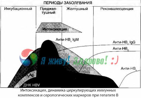 Die Pathogenese der Hepatitis B