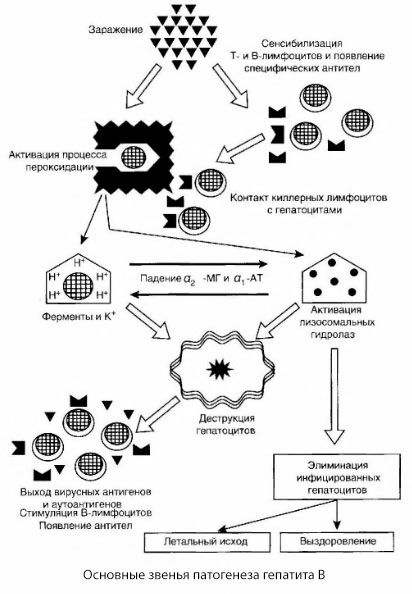 Die Pathogenese der Hepatitis B