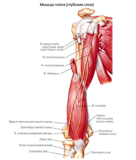 Muskeln der Schulter