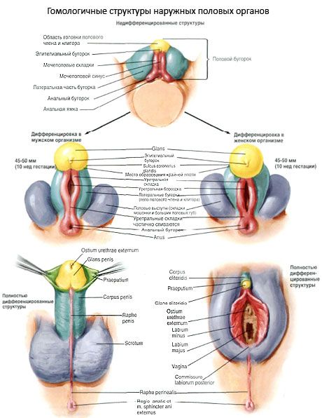 Homologe Strukturen der äußeren Geschlechtsorgane