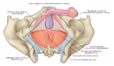 Das Perineum bei einem Mann