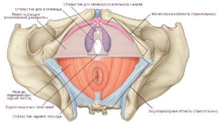 Das Perineum bei einer Frau