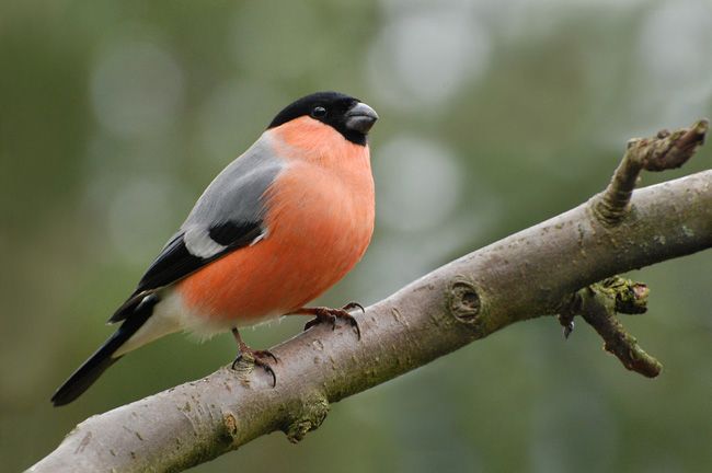 Wissenschaftler haben über die Vorteile von Wildvögeln nachgedacht