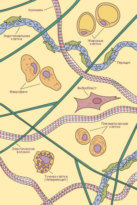 Bindegewebe.  Arten von Zellen und Fasern von losem Bindegewebe