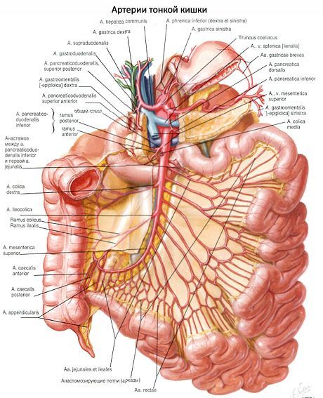 Arterien des Dünndarms