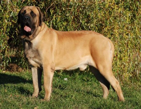 Alter englischer Mastiff