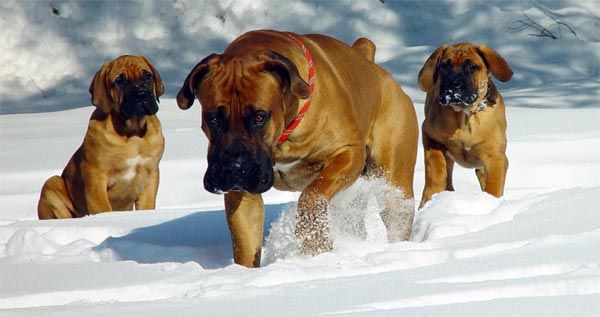 Südafrikanischer Mastiff oder Boerboel