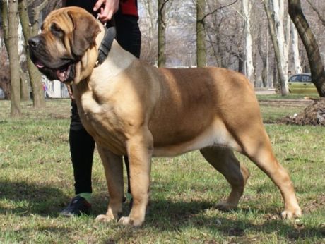 Spanischer Mastiff