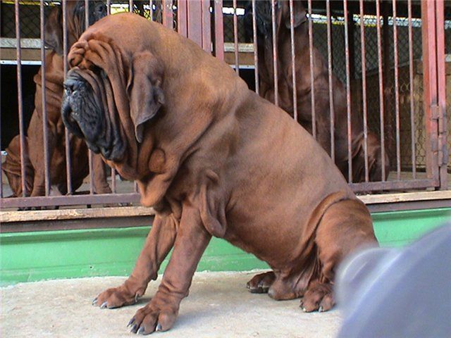 Koreanischer Mastiff