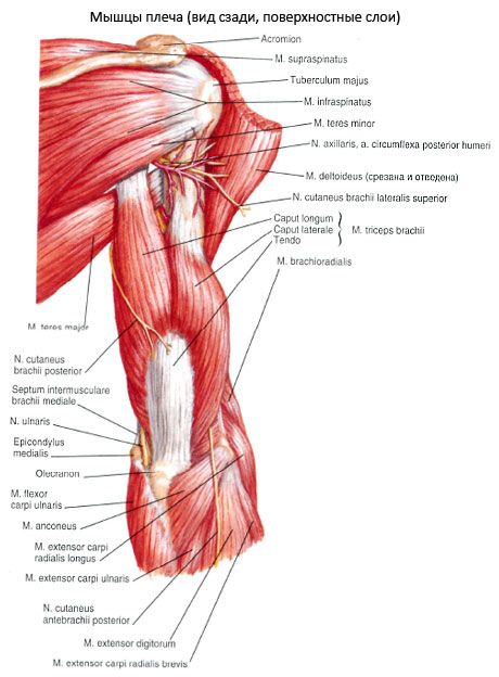Der M. Triceps brachialis (Trizeps pecula)