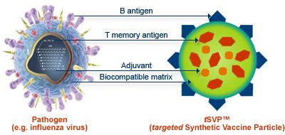 Ein komplexer synthetischer Impfstoff auf der Basis von DNA-Molekülen