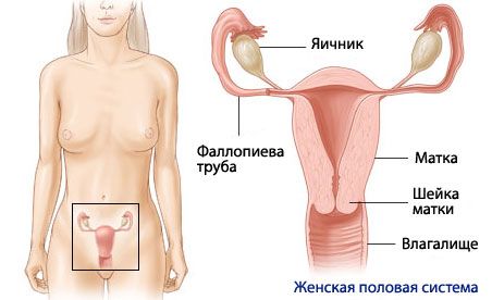Anatomie und Physiologie des weiblichen Fortpflanzungssystems