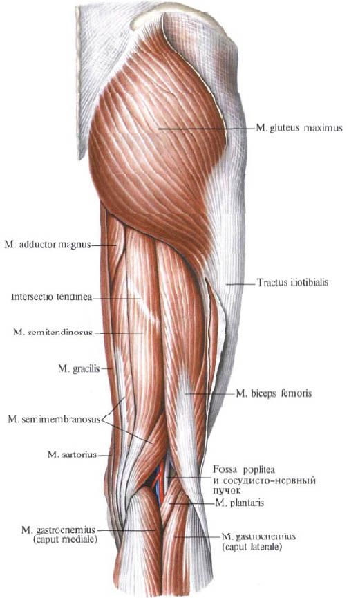 Gesäßmuskeln (Großer Gesäßmuskel)
