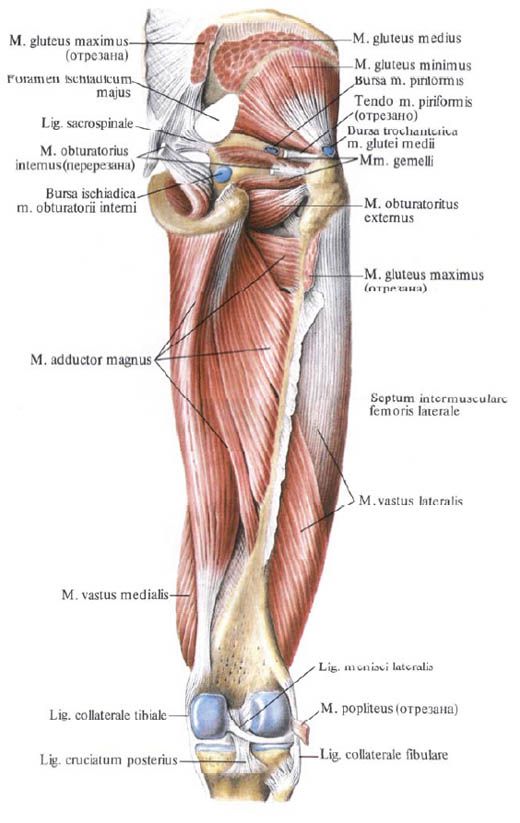 Gesäßmuskulatur (kleiner Gesäßmuskel)
